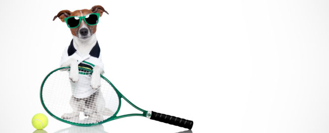 dog dressed for tennis