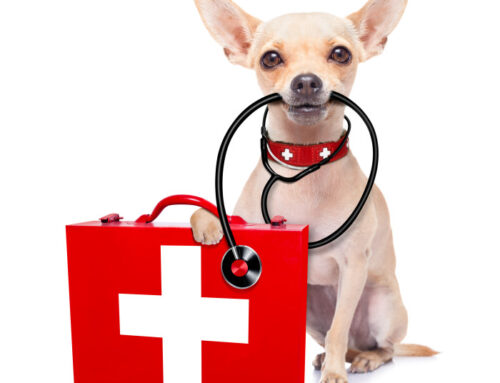 Website Diagnosis: Is Your SEO Effective?