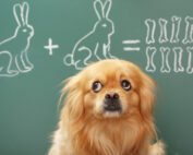 dog doing blackboard calculations