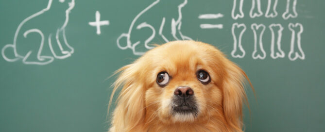 dog doing blackboard calculations