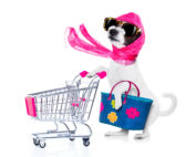 dog with empty shopping cart