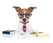 dog with calculator and pad