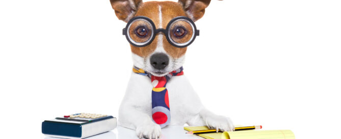 dog with calculator and pad