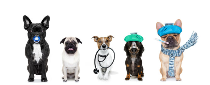 dogs allergic to Google Analytics