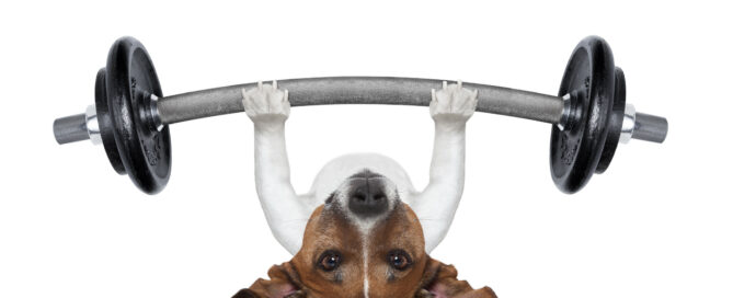 Dog building muscle