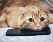 cat with iphone