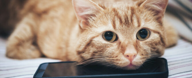 cat with iphone