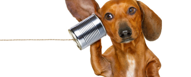 dog on phone