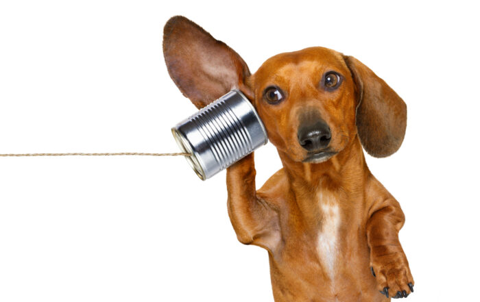 dog on phone