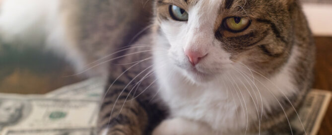 Cat with dollar bills