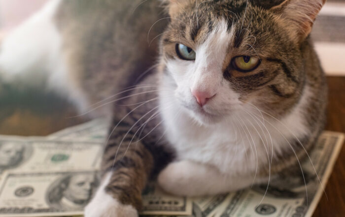 Cat with dollar bills