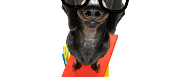 dog on books