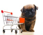 puppy with empty shopping cart