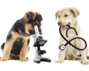 dogs with microscope and stethoscope