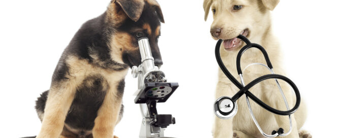 dogs with microscope and stethoscope
