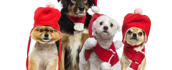 4 pets dressed for Christmas