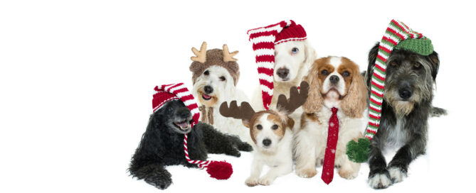 6 Christmas pets