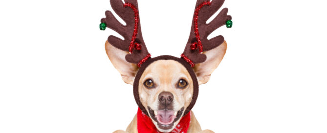 dog wearing reindeer ears