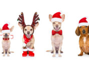 8 Pets Dressed for Christmas