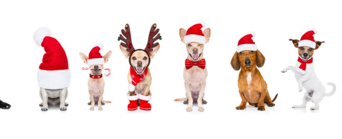8 Pets Dressed for Christmas