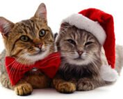 2 cats dressed for Christmas
