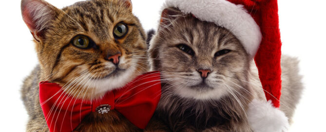 2 cats dressed for Christmas