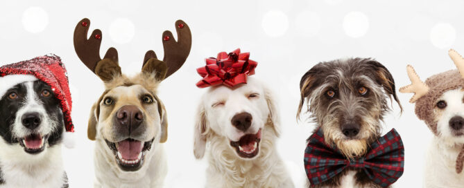 5 Pets Dressed for Christmas