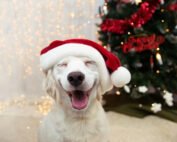 Christmas Dog Smiling in front of Christmas Tree