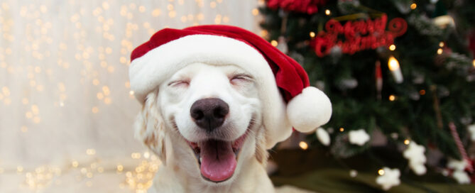 Christmas Dog Smiling in front of Christmas Tree