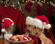 cat drinking milk and dog eating cookies