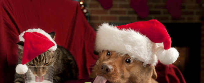 cat drinking milk and dog eating cookies