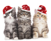 3 cats with santa hats