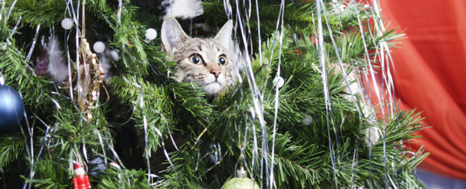 cat in a christmas tree