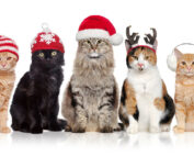 7 Christmas cats