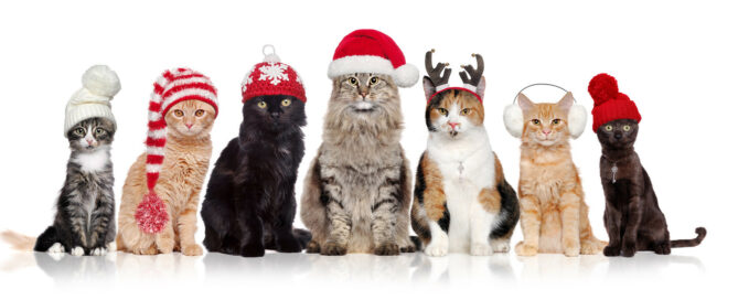 7 Christmas cats