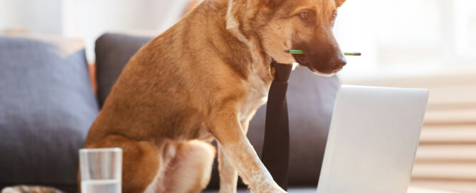 Dog working on a PC