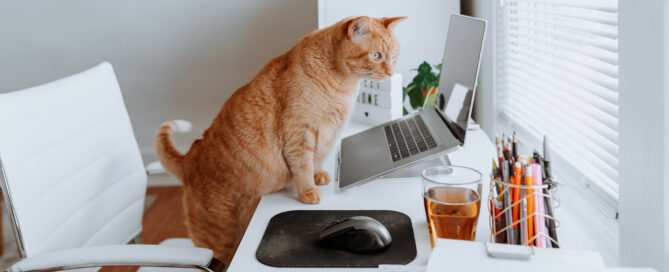 dog at computer