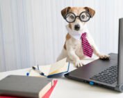 dog with necktie at computer