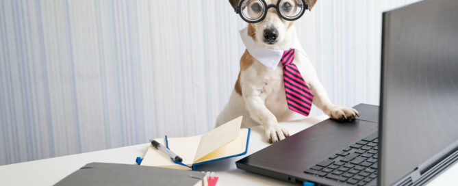 dog with necktie at computer