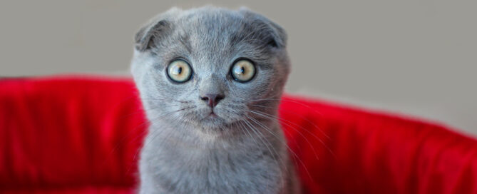 kitten on red couch