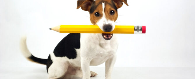 dog with pencil