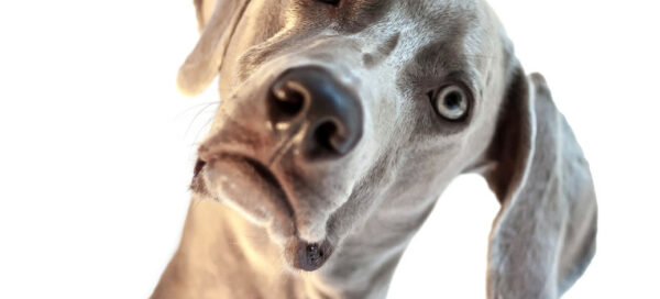 Confused Dog
