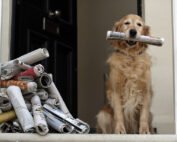 dog with pile of newspapers