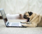 pug dog at laptop