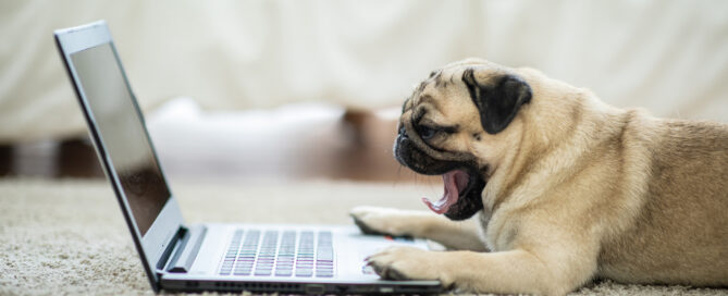pug dog at laptop