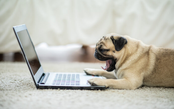 pug dog at laptop