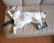 cat lounging with phone