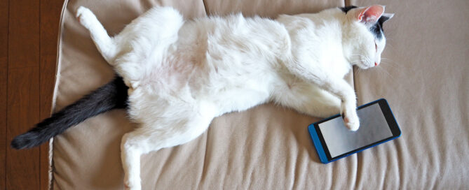 cat lounging with phone