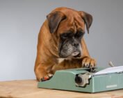 boxer dog with typewriter