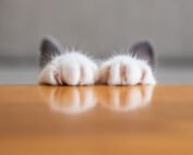 kitten paws and ears visible behind table